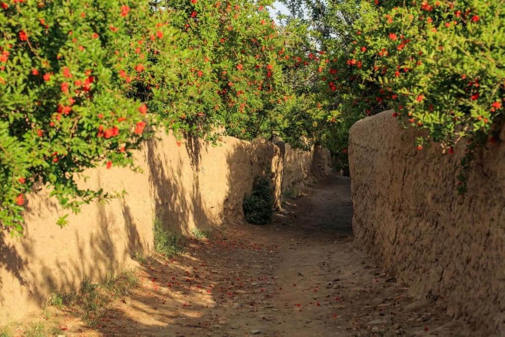 Afghan Wonders - Garden